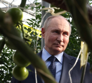 Сеньор всех помидоров