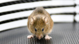 Россию охватила вспышка «мышиной лихорадки»