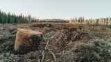 Минобороны попросило право свободно вырубать любые леса в России