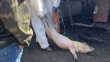 В Тюменской области из-за вспышки неизвестной болезни начали массово уничтожать свиней
