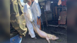 Во втором регионе Сибири начали изымать и уничтожать скот у фермеров