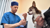 Владельцы собак и кошек остались без импортных вакцин для питомцев