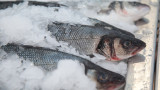 Россия ограничивает ввоз рыбы из Армении вслед за овощами и коньяком