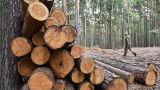 «Отрасль достигла дна». Лесопромышленники предупредили правительство о массовых банкротствах и попросили о помощи из бюджета