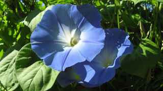 Ипомея трехцветная