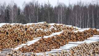 Санкции подкосили лесную промышленность