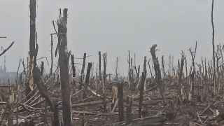 Лес под Бахмутом. «Ничейная полоса»