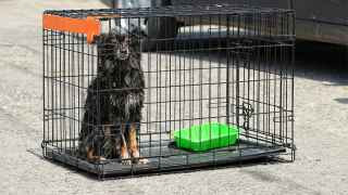 Собака, спасенная от наводнения в Херсоне