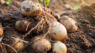 Картошка недостаточно вырастает из российских семян