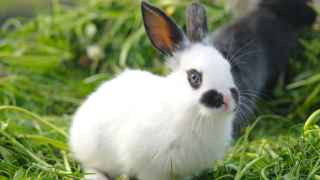 Хотелось бы, конечно, чтобы год был не черным, как кроличий глаз, а белым, как кролик целиком