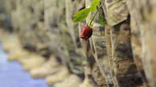 Но вдруг произойдет чудо – и на авиабазе на Аляске будет достигнуто перемирие?