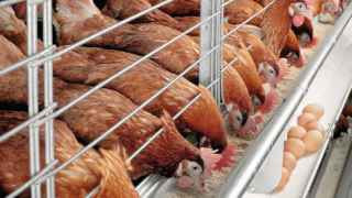 Куры несутся, как им велит природа, постановлением правительства и долгосрочным договором их по-иному нестись не заставишь