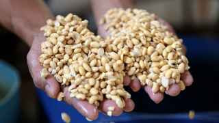 Соевые бобы