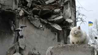 Кот у работы Бэнкси в Бородянке