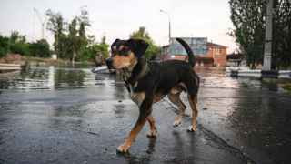 Собака в Херсоне