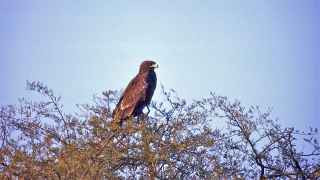 Большой подорлик