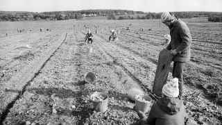 Студенты на картошке, 1982 г.