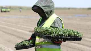 Работы граждан Узбекистана на полях Астраханской области