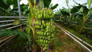 Турецкие агробизнесмены уже выращивают бананы в Туркестанской области Казахстана – и чем Ставропольский край хуже?
