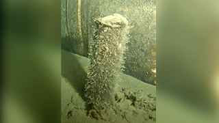 Объект, найденный рядом с трубопроводом «Северный поток — 2» в датских водах Балтийского моря