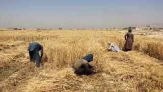 Сбор урожая пшеницы в Кандагаре
