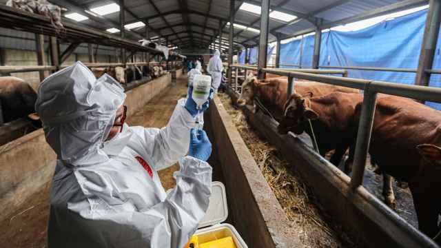 В Китае вблизи границы с Россией обнаружили вспышку ящура