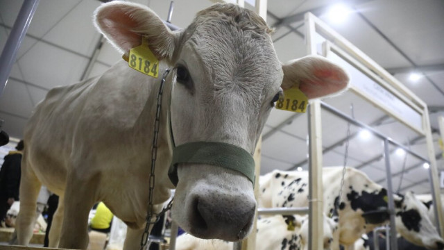 В Новосибирской области начались облавы по выявлению неучтенного скота